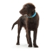 Dog collar Hunter Convenience Turquoise