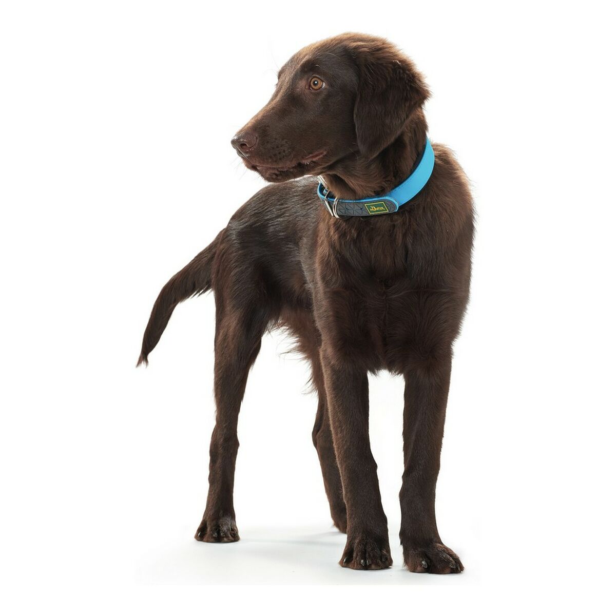 Collar para Perro Hunter Convenience Turquesa