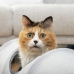 Összecsukható alagút háziállatok számára Funnyl InnovaGoods