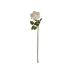 Dekorativ blomst Hvid Grøn (12 enheder)