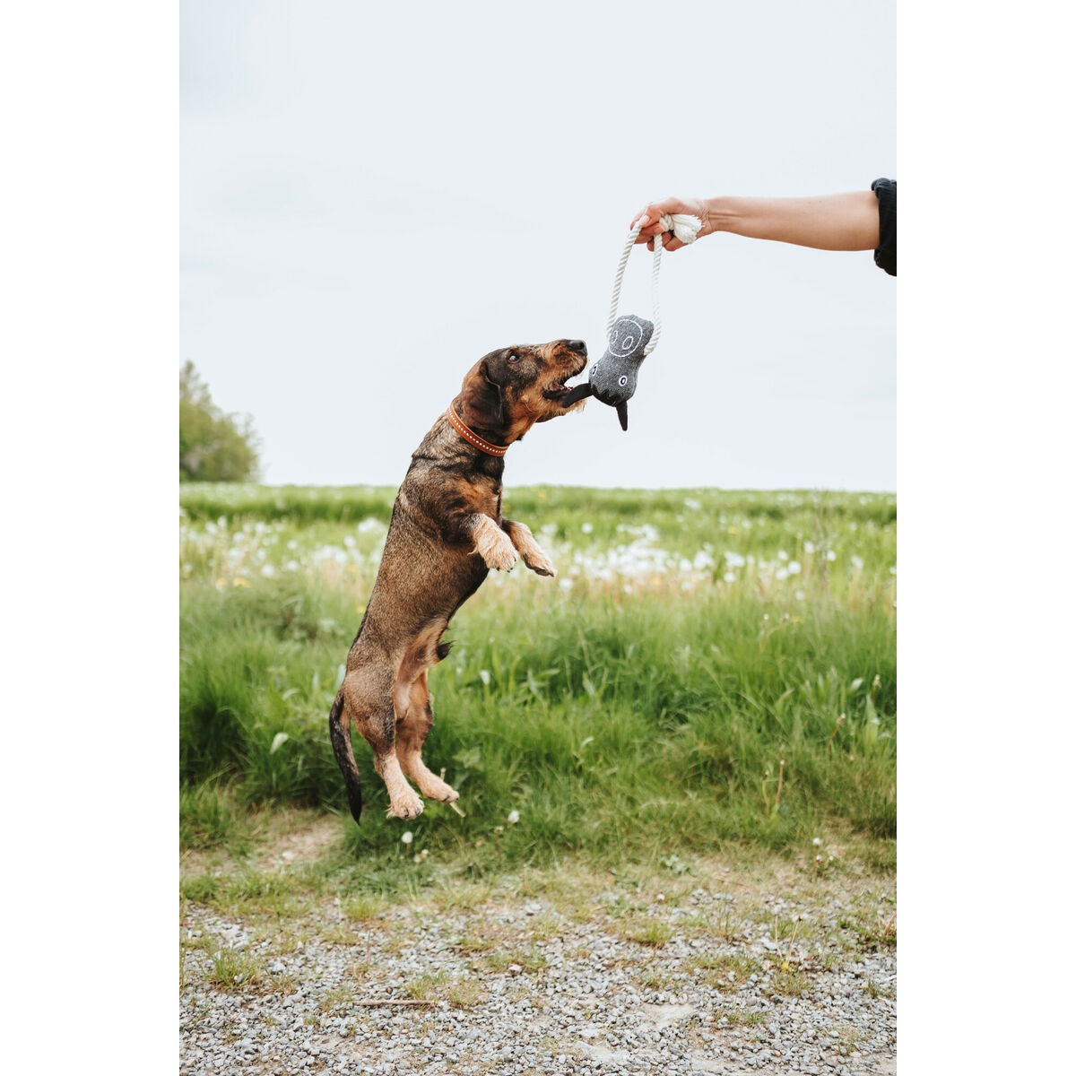 Igrača za pse Hunter Nebraska Rjava Poliester Krava