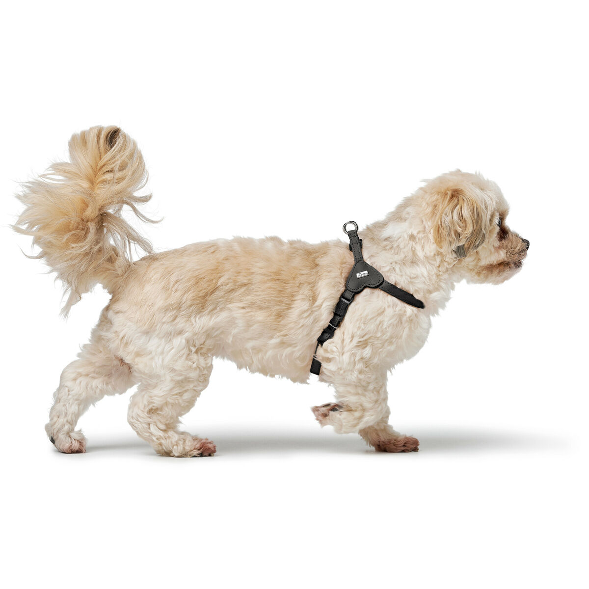Hundesele Hunter SOHO MINI Sort