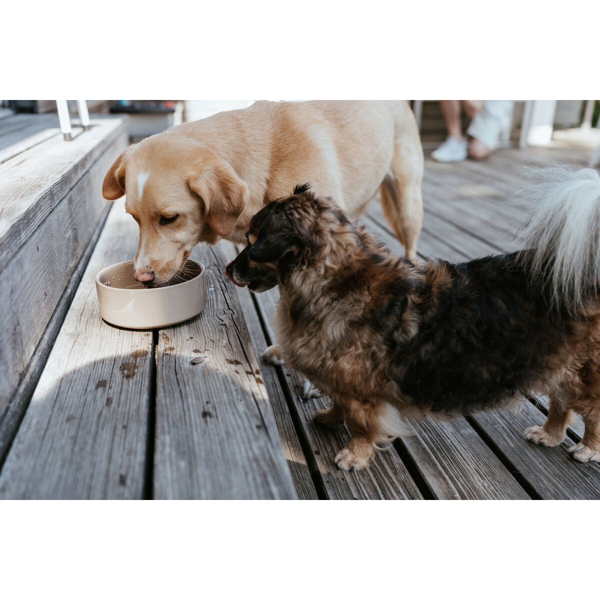 Koerte toitja Hunter OSBY Beež Keraamiline 2,5 L