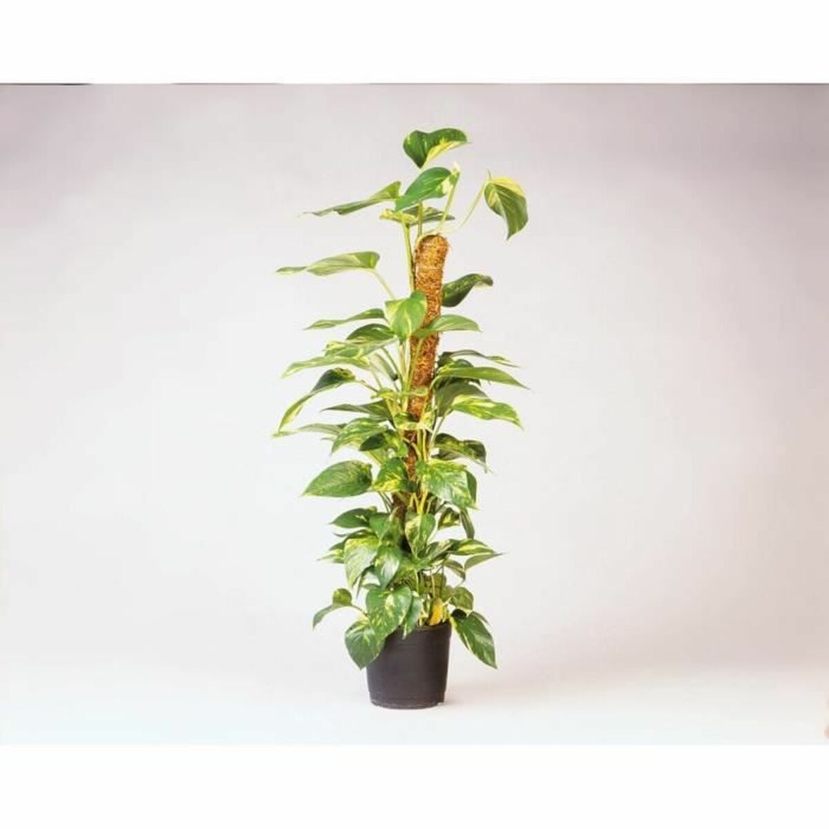 Supporto per Vaso Nature