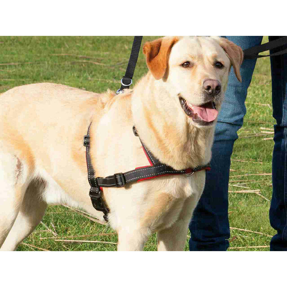 Hundesele Trixie