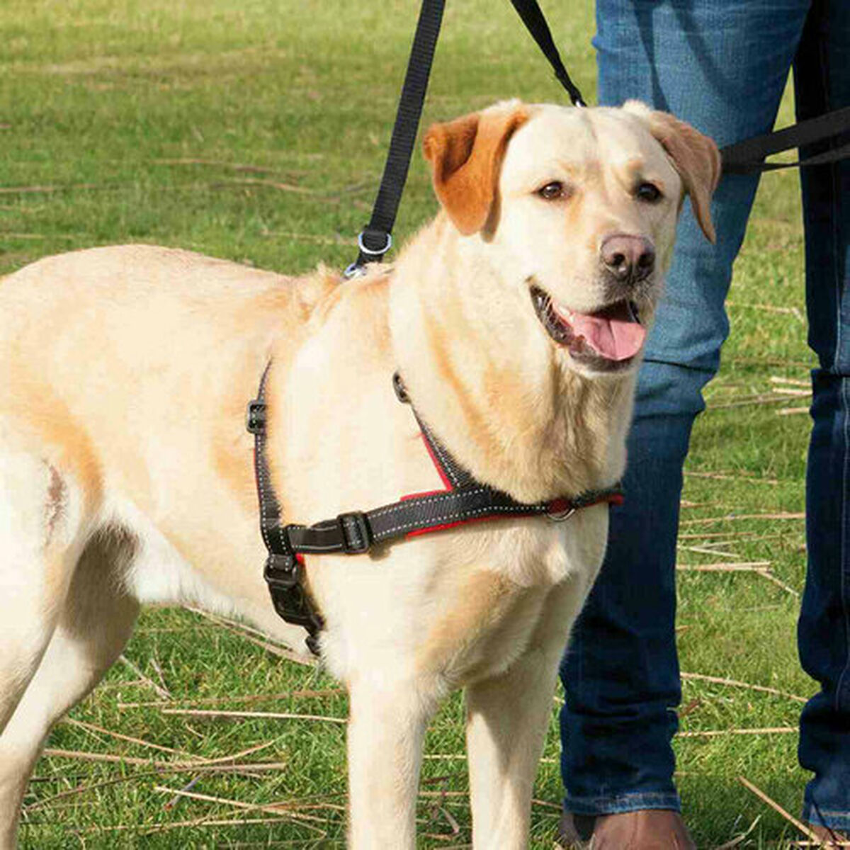 Hundesele Trixie