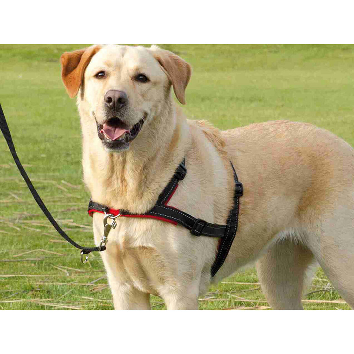 Hundesele Trixie