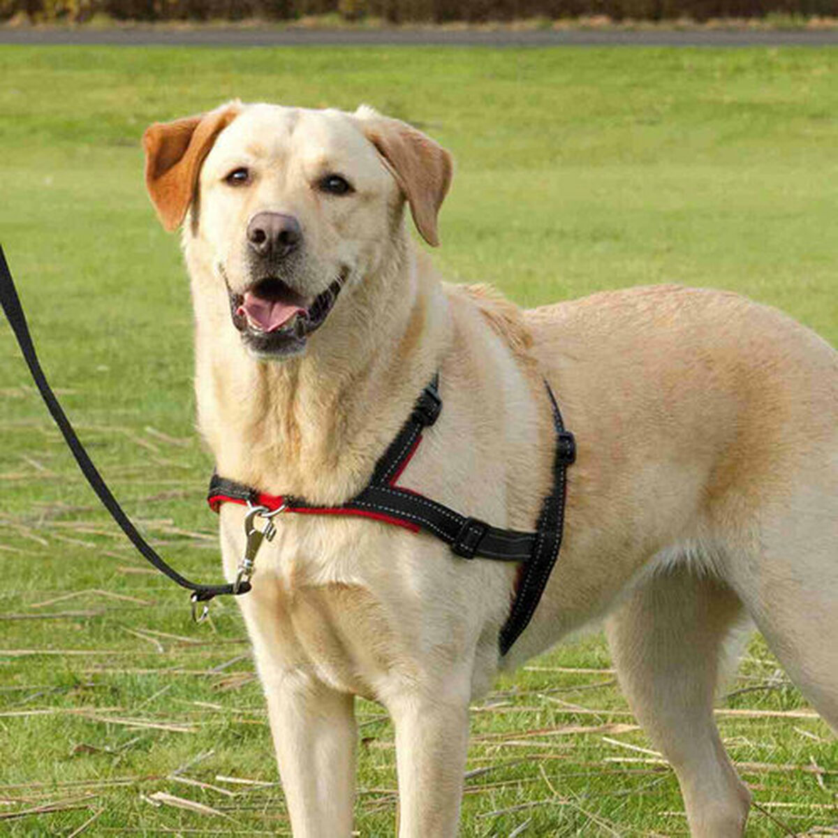Hundesele Trixie